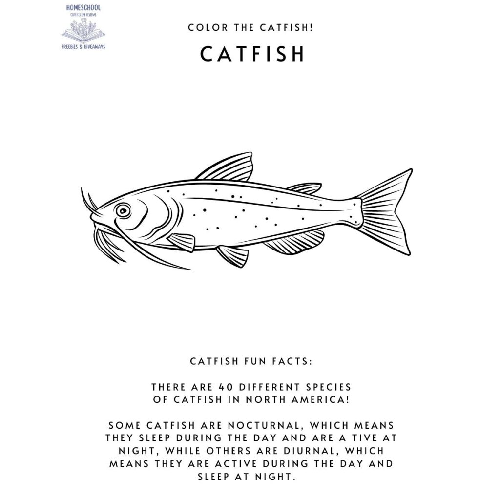 colorable black and white picture of a catfish with fun facts written about catfish