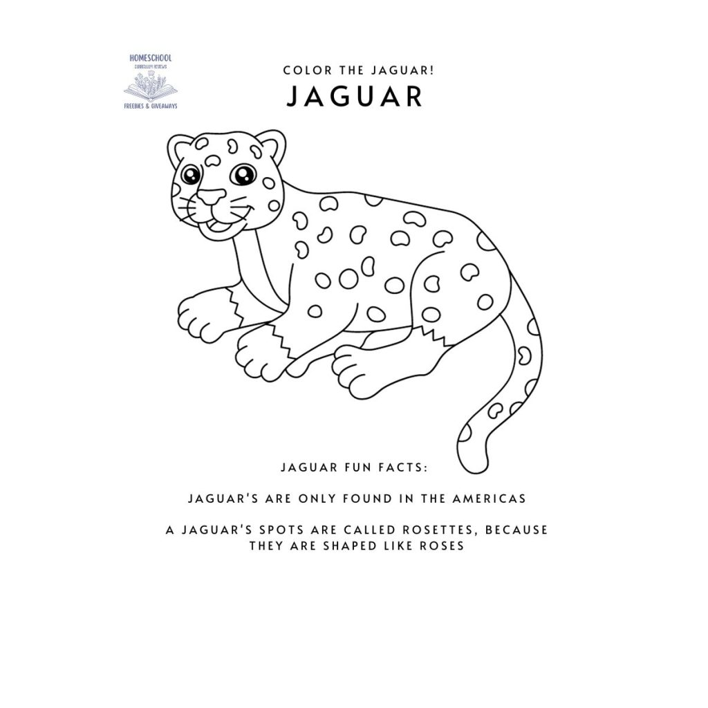 black and white picture of a jaguar for coloring with fun facts for kindergartners